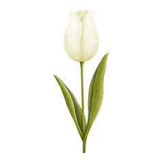 White tulip with green leaves