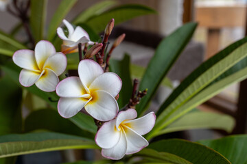 Fototapeta premium Macro view of delicate white and yellow plumeria (frangipani) flower blossoms on an indoor plumeria tree with defocused background