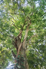 Fototapeta premium Landscape the big tree with nature background