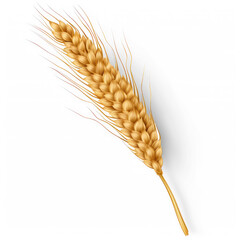 ear of wheat isolate on transparency background png  - obrazy, fototapety, plakaty