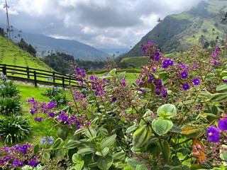 Cocora Valley in Colombia, purple flowers framing the beautiful mountain landscape