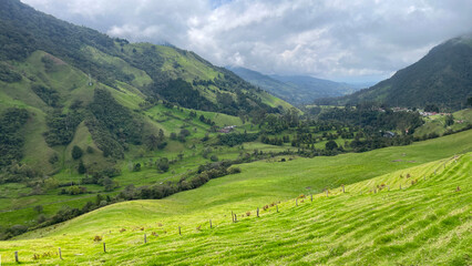Fototapeta na wymiar Cocora Valley in Colombia looking out into the majestic mountain valley with a fence line rolling over the hill