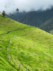 Cocora Valley in Colombia looking out into the majestic mountain valley with a fence line in the foreground