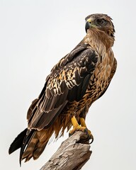 Portrait majestic Serpent Eagle standing on old log AI Generative