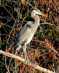Great blue heron perched in brush