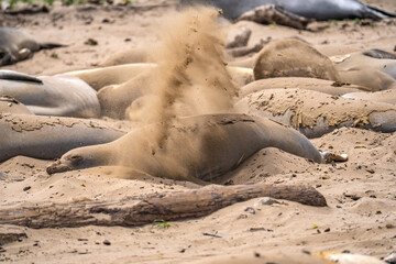 Elephant seal throws sand at itself, Año Nuevo State Park, California