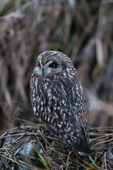 short-eared owl