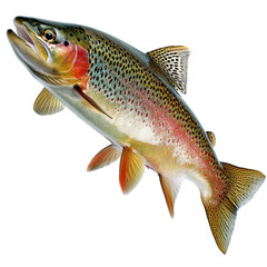 trout, PNG graphic resource