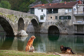 A Nova Scotia Duck Tolling Retriever and a German Shepherd sit by an ancient stone bridge over a...