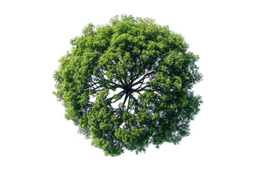 top view of a lush green tree isolated on a transparent background