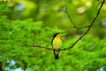 新緑の森にキビタキ