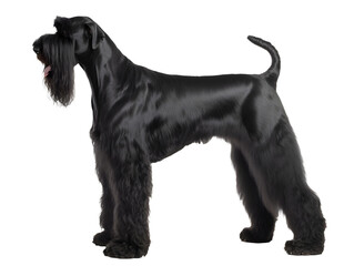 Giant Schnauzer Dog, Realistic, Side view, Standing, Full Body, Illustration, generative ai