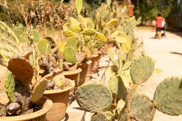  Spherical cactus in the park