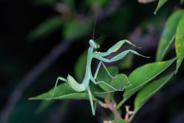 mantis in green nature or in garden. Praying mantis standing on a leaf.