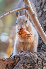 The squirrel with nut sits on tree in the autumn. Eurasian red squirrel, Sciurus vulgaris.