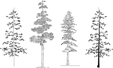 Vector sketch illustration design of tall fir tree with many leaves