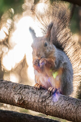 The squirrel with nut sits on tree in the autumn. Eurasian red squirrel, Sciurus vulgaris.