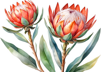 Watercolor painting of Protea flower. 