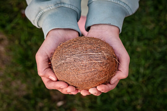 coconut harvesting. Close up female holding and brown coconut exotic coconut. Proper nutrition vegan food vegetarian eating healthy lifestyle dieting concept.
