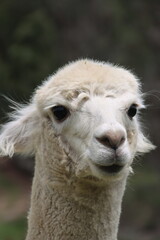 Obraz premium Head shot of Alpacas on farm in Australia