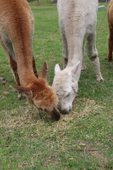 Alpacas on farm in Australia