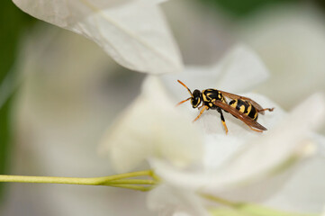 Guêpe posée sur une fleur blanche