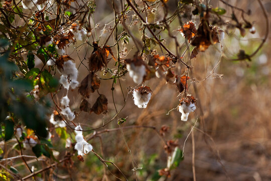 Boules de coton sur un cotonnier