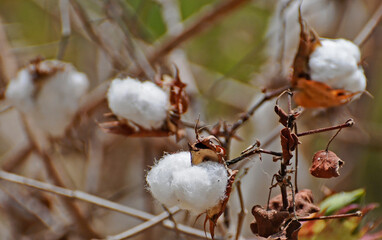 Boules de coton en gros plan