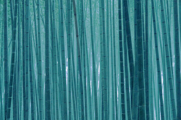 대나무숲 bamboo forest