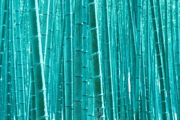 대나무숲 bamboo forest