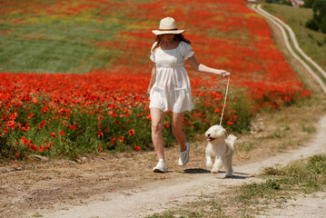 woman with dog. Happy woman walking with white dog the road along a blooming poppy field on a sunny day, She is wearing a white dress and a hat. On a walk with dog