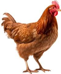 Rolgordijnen Chicken Hen isolated on transparent background. PNG © Tran
