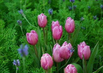 Beautiful pink and white tulips background jpg.