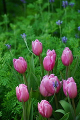 Obraz premium Beautiful pink and white tulips background jpg.