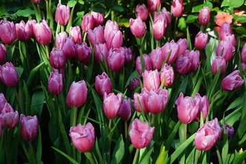 Fototapeta premium Beautiful pink and white tulips background jpg.