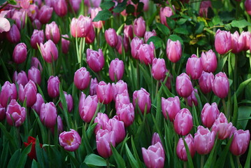 Fototapeta premium Beautiful pink and white tulips background jpg.
