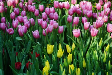 Fototapeta premium Beautiful pink and white tulips background jpg.