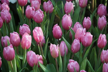 Obraz premium Beautiful pink and white tulips background jpg.