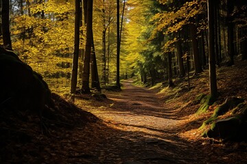 Sunlit path through a colorful autumn forest