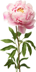 Pink carnation flowers isolated on transparent background. PNG
