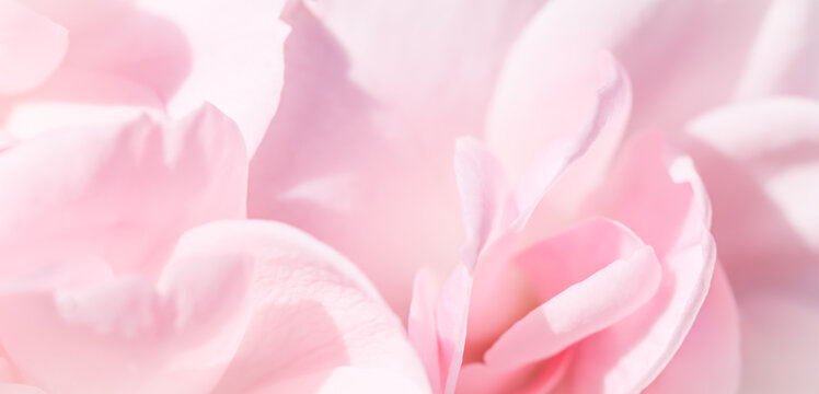 Pale pink rose flower. Macro flowers background for holiday design. Soft focus