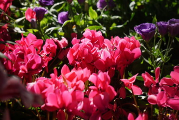 Beautiful flower in the mist  rose,orchids,begonia, cyclamen in the park background jpg.
