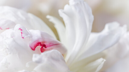 White peony flower petals. Macro flowers background. Soft focus