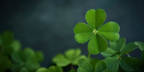 Fototapeta na wymiar Symbol of luck. Vibrant clover leaves in closeup view celebrating nature beauty and conveying essence of fortune perfect for green backgrounds and seasonal designs
