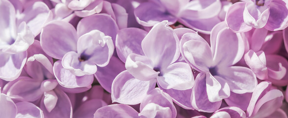 Background of blooming purple terry lilac. Soft focus