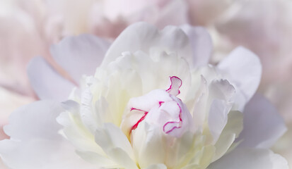 Obraz na płótnie Canvas White peony flower petals. Macro flowers background. Soft focus