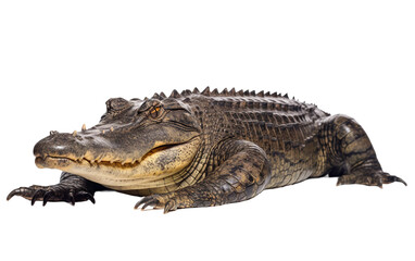 Majestic American Alligator Sunbathing in Tranquil Wetland Glory Isolated on Transparent Background PNG.