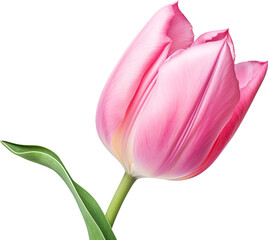 Pink tulip isolated on transparent background. PNG