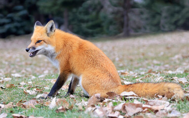 Red fox portrait with green background