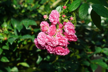 Beautiful flower in the mist  rose,orchids,begonia, cyclamen in the park background jpg.